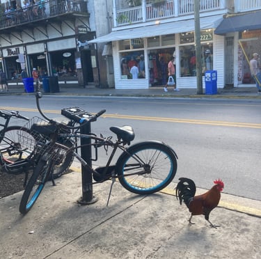 Coq de Key West, Floride