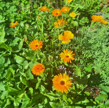 multiple yellow blooming annuals that were planted correctly