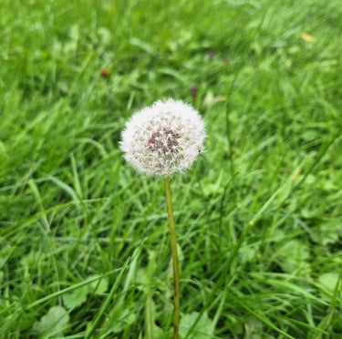 One Taraxacum weed in a meadow
