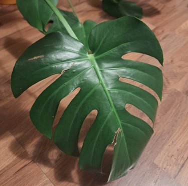 a plant with a large green leaf