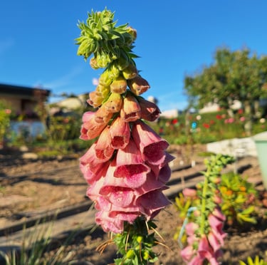 one colorful Foxglove shade plant with multiple pink flowers