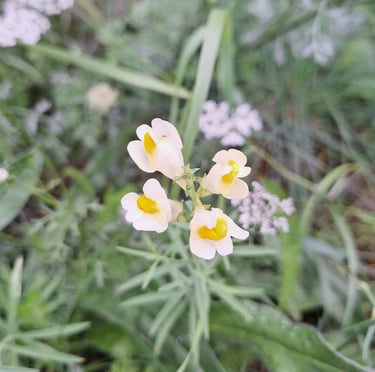 a yellow weed with four yellow flowers