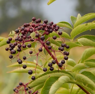 an American Elderberry bush with a fast growing foliage
