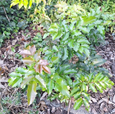 winter Holly bushes with spiny leaves