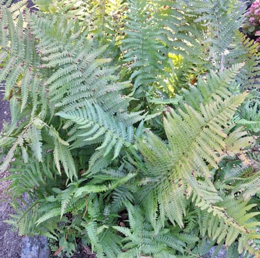 a plant with long green leaves