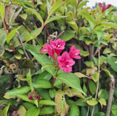 a dwarf Weigela bush with pink flowers