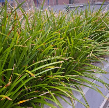 multiple long and green Spider Plant leaves growing together