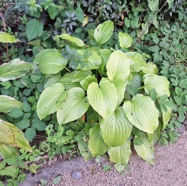 a great border plant called Hosta
