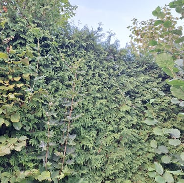 a Deer Resistant privacy hedge called Western Red Cedar