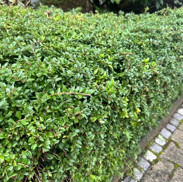a green deer resistans hedge called Boxwood
