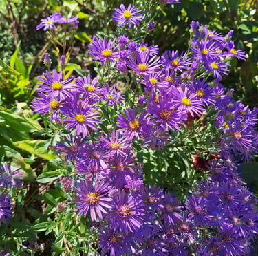 multipe september flowering plants in a garden