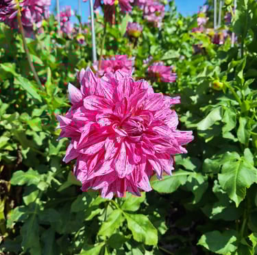 a  pink fowering plant bloomig in June