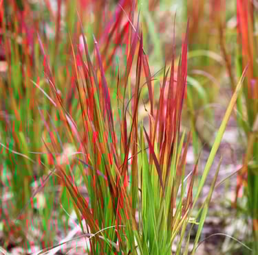 grass stems with a red and green clolor in a garden