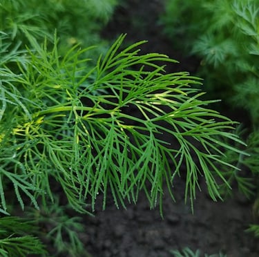 a green Dill plant growing well in a container