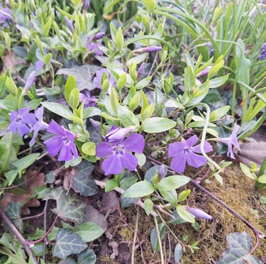 a ground cover with purple blooms and green leaves
