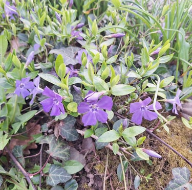 a Vinca shade annual with purple flowers