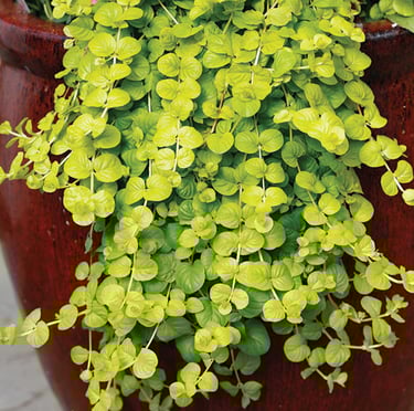small leaved Sweet Jenny plants in partial shade