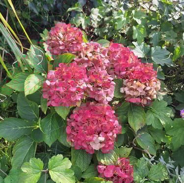 Hydrangeas with red blooms in a full sun zone 6 garden