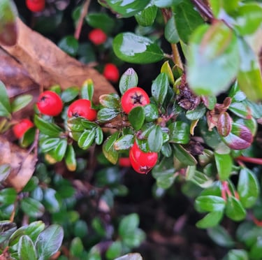 a deer resistant, thorny Cotoneaster bush with red berries