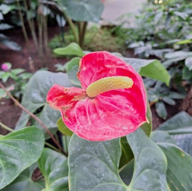 one red Flamingo Lily on a vegetative space