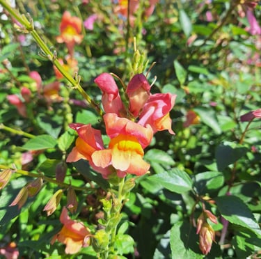 orange yellow Snapdrago blooms