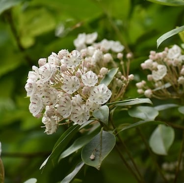 Mountain Laurel Bush, darkgreen leaves and white flowers in a green space