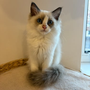 pisoi seal bicolor Ragdoll