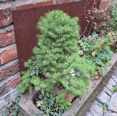 one small green Cypress shrub in a planter