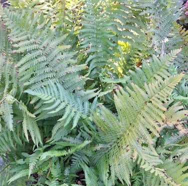 a leafy garden plant called Fern with very small leaves