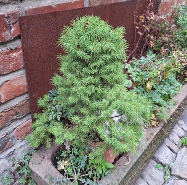 one small green Cypress shrub in a planter