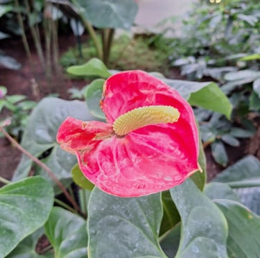 a Flaming Lily that grows in China