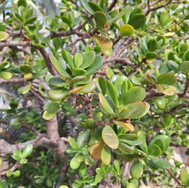 an African succulent cactus tree