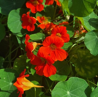 a climbing Nasturtium plant with red flowers