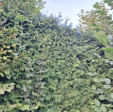 a tall evergreen privacy hedge that is deer resistant