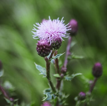 two Canada Thistle weeds one flowering in light pnk