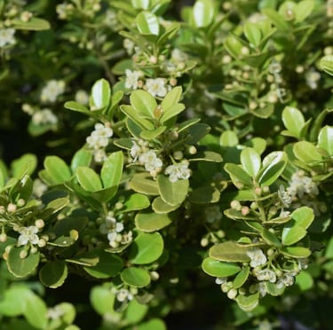 a Japanese Holly bush with leaves and white flowers