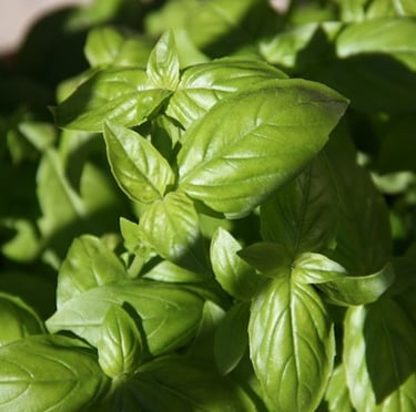 a Basil plant that is growing from small seeds