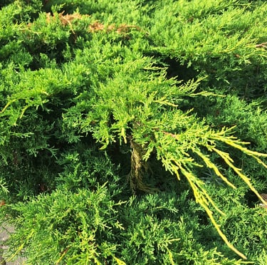 a ground cover shrub called Juniper