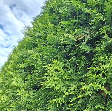 a tall shrub called Arborvitae