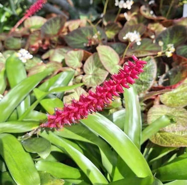 one long red flower named Matchstick Bromeliad