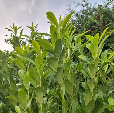 a low maintenance shrub with green leaves
