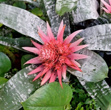 one pink Silver Vase flower between big leaves