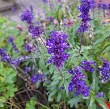 a small drought tolerant Ajuga bush with flowers
