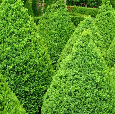 a garden with a lot of varieties of boxwood shrubs
