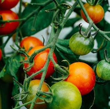 multiple Tomato plants
