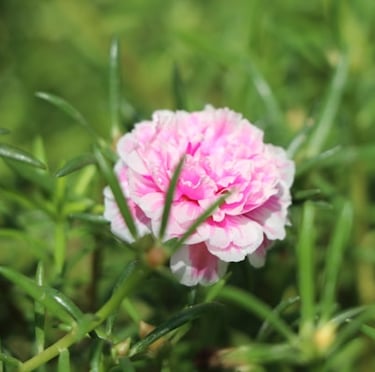 a Portulaca with a pink flower and a green foliage