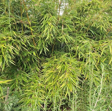 Phyllostachys Aurea green bambus plant