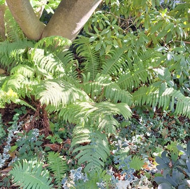 multiple green Fern stems with a bunch of tiny leaves