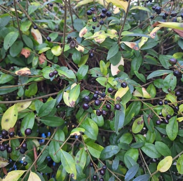 fast growing Cerry Laurel bushes