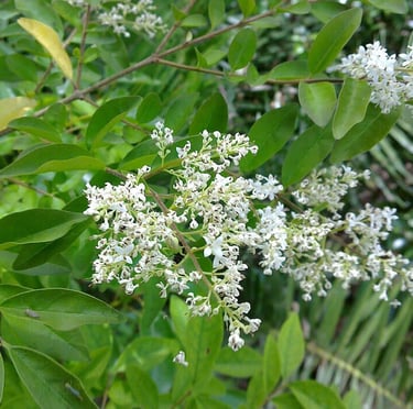 a leafy, fast growing bush with white flowers